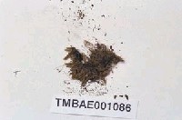 藏品(摺苔)的圖片